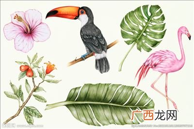 热带草原的植物和动物有什么,中国热带草原气候有哪些地方？