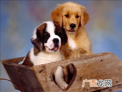 户加犬念什么,户字头下面一个“犬”，这个字怎么念？