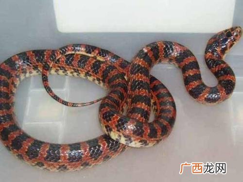 红斑蛇有毒吗,红斑点的蛇叫什么？