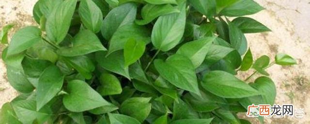 绿萝怎样水培种植,绿萝怎么水培？