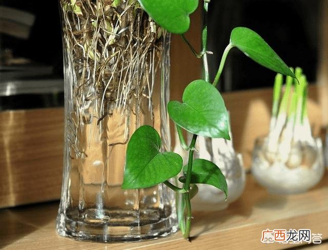 绿萝怎样水培种植,绿萝怎么水培？