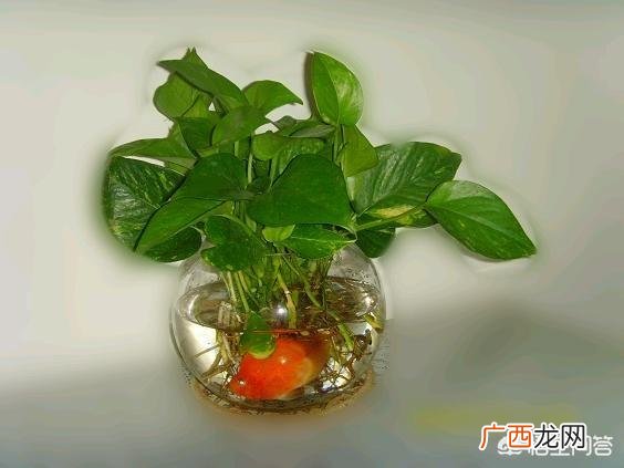 绿萝怎样水培种植,绿萝怎么水培？