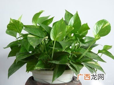 绿萝怎样水培种植,绿萝怎么水培？