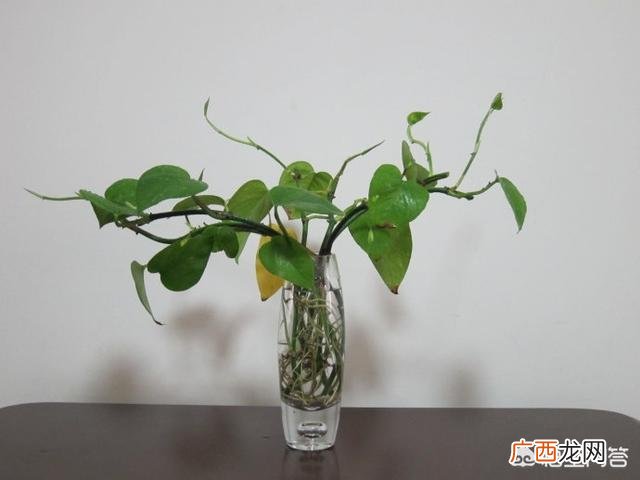 绿萝怎样水培种植,绿萝怎么水培？