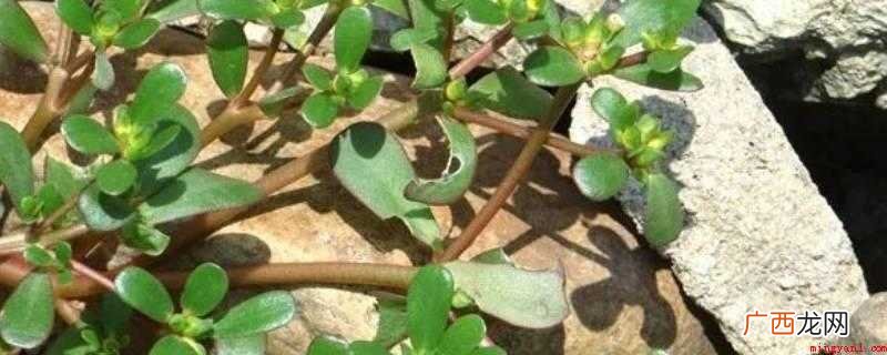 马生菜蒸包子的做法