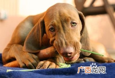 狗可以吃胡萝卜吗,狗子可以吃胡萝卜吗？