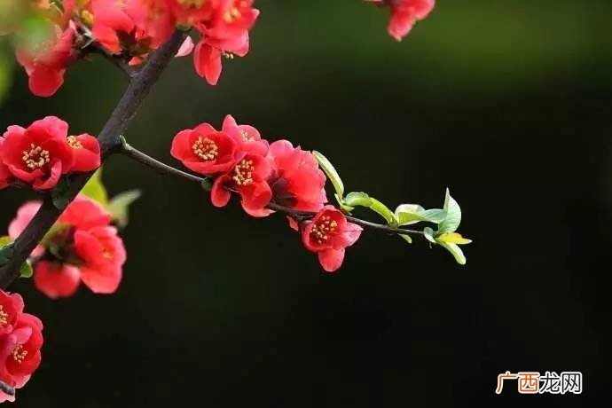 花儿像什么比喻句,花儿aabb像什么补充句子？