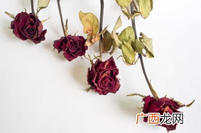 玫瑰花怎样制作成干花,怎样把新鲜花瓣晒干？