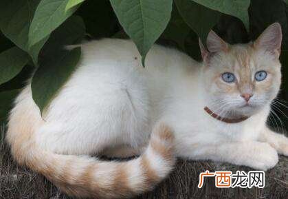 怀孕可以养猫吗,孕妇养猫的好处和坏处？