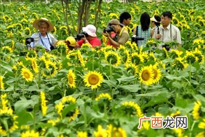 百万葵园在哪里,广州百万葵园在哪个地铁站？
