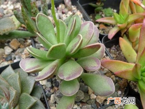 麒麟分为几种,植物麒麟有多少品种？
