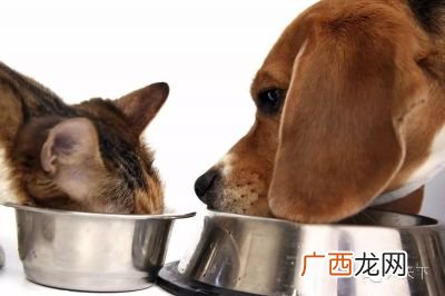 狗能吃猫粮吗,狗狗吃猫粮了怎么办？