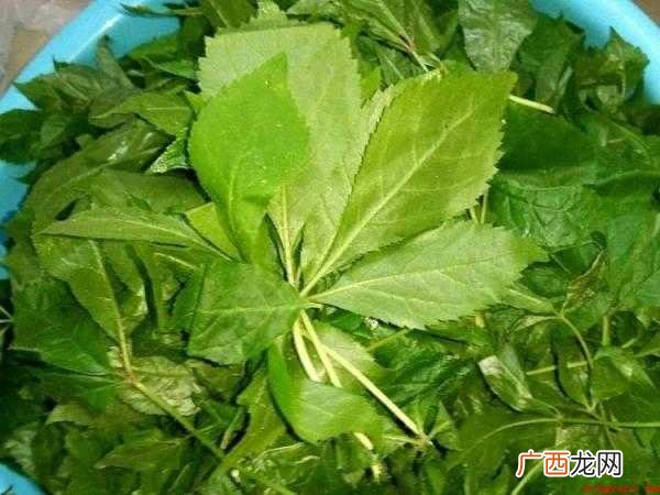 刺五加包子怎么和馅