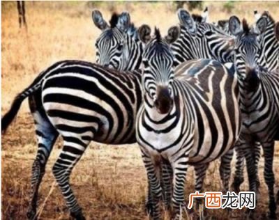 斑马英语怎么样,斑马英语和新概念哪个好？