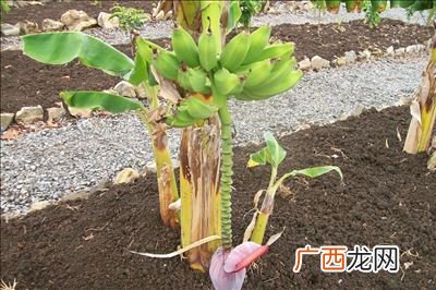 火龙果盆栽怎么种,火龙果怎么种植小盆栽？