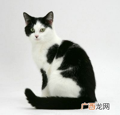 猫会挑食把自己饿死吗,是不是猫挑食宁愿饿死，猫挑食三天会将自己饿死吗？我家猫咪已经三天不吃猫粮了，就只吃肉，我都要被吃穷？