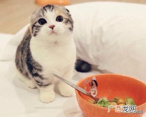 猫会挑食把自己饿死吗,是不是猫挑食宁愿饿死，猫挑食三天会将自己饿死吗？我家猫咪已经三天不吃猫粮了，就只吃肉，我都要被吃穷？