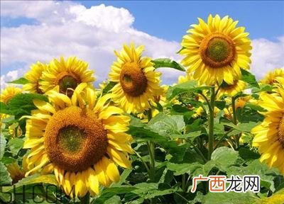 向日葵怎么种种植,向日葵种植过程？