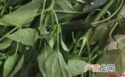 椒叶怎么炒