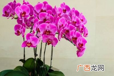 蝴蝶兰好养吗,马卡龙蝴蝶兰难养吗？