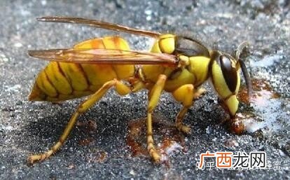 马蜂有蜂蜜吗,什么风不产蜜？
