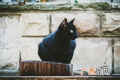家里进猫代表什么预兆,有猫跑进家里好不好？