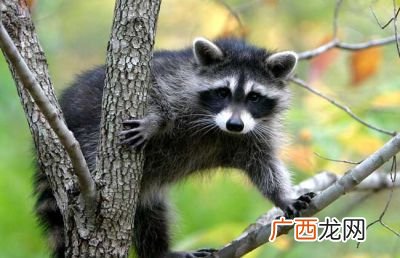 果子狸能吃吗,果子狸是蜜獾吗？