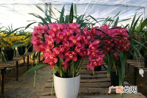 惠兰花怎么养才开花,慧兰怎样养才能每苗开花？