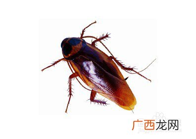 家里有蟑螂怎么办?,家里发现一只蟑螂怎么办？
