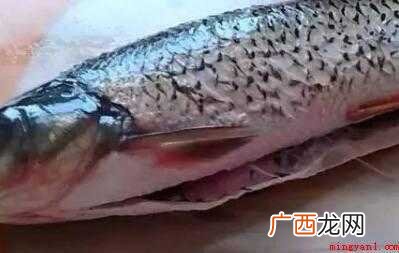 鲤鱼600g、食用盐适量、香菜适量 草鱼怎么炒