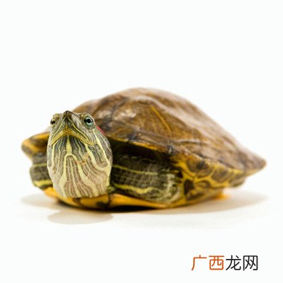 乌龟种类有哪些,乌龟的所有种类名字？