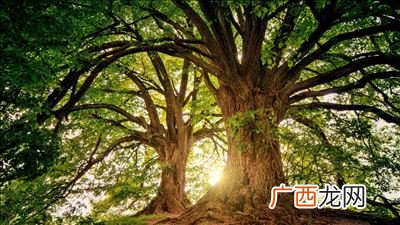 红色树木有哪些,南方和北方各有哪些有代表性的树木？