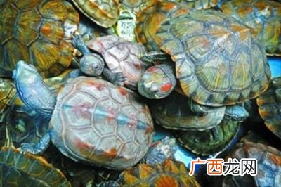 乌龟能养出感情吗,我养了只乌龟，怎样和龟龟培养感情？