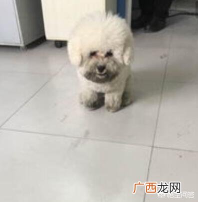 狗狗不听话咋办,养的狗完全不听话怎么办？