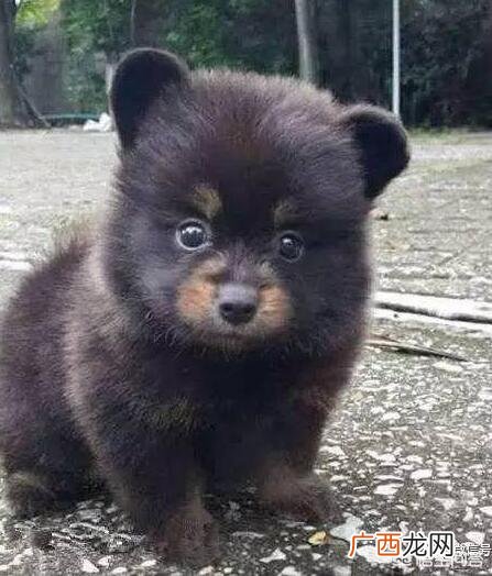 狗狗不听话咋办,养的狗完全不听话怎么办？