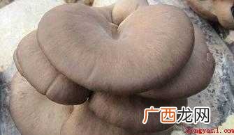 炒蘑菇的材料,简单又好吃 炒蘑菇怎么做