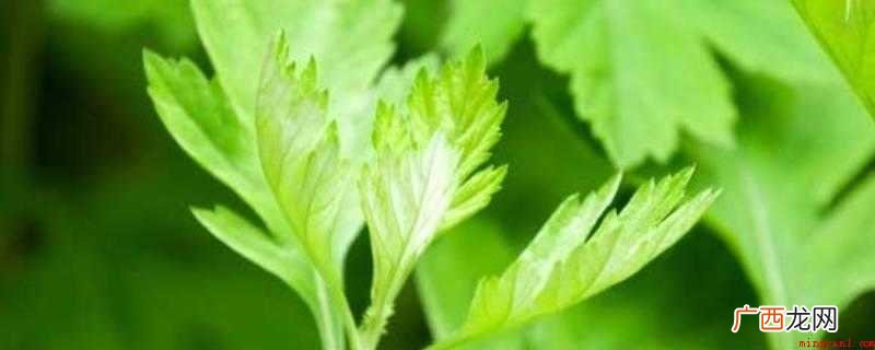 艾草叶、生鸡蛋、食用盐、油。 炒艾叶怎么炒
