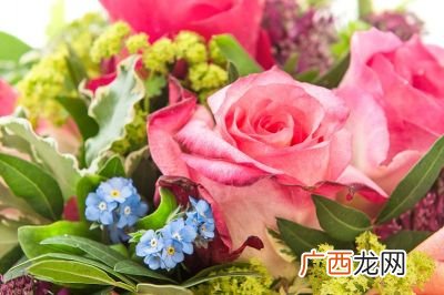 草本花卉有哪些内容,什么水果是草本植物？