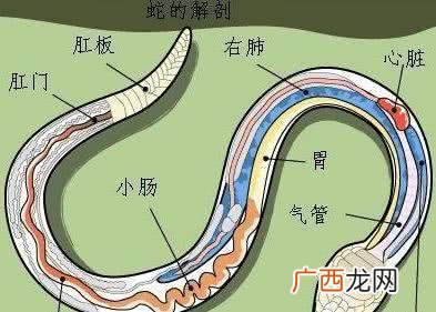 打蛇打七寸指的是什么,“打蛇打七寸”中的七寸是指什么意思？