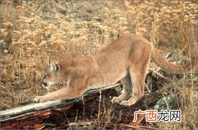 世界前十大凶猛动物有哪些,世界上最恐怖的十大恶兽?