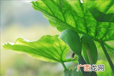滴水观音什么时候开花,滴水观音多长时间能开花?它的花期有多长？