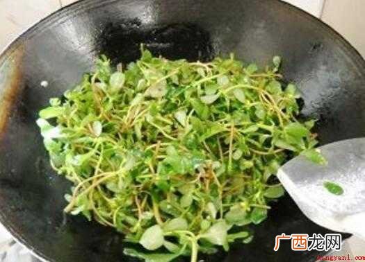 马齿苋的营养价值_健康频道 马齿苋怎么炒