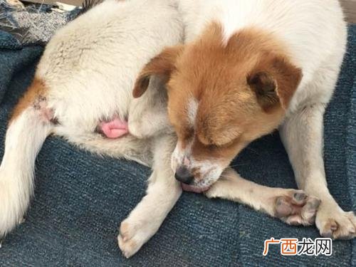 狗狗怎么交配,大型犬配种技术？