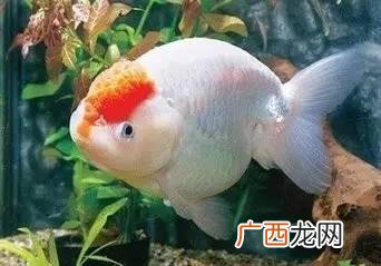 鱼鳍是哪个部位图片,鱼尾和鱼鳍的区别？