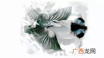 鱼鳍是哪个部位图片,鱼尾和鱼鳍的区别？