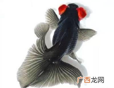 鱼鳍是哪个部位图片,鱼尾和鱼鳍的区别？