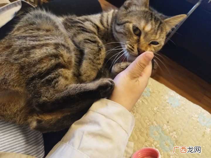猫咪粘人都有哪些行为,猫咪最粘人的四种时？