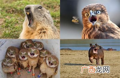 惊诧是什么意思,惊诧的意思是啥？