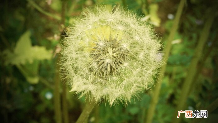 蒲公英是什么季节,蒲公英什么季节比较多？