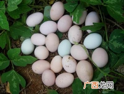 草鸡蛋和普通鸡蛋营养价值一样吗,草鸡蛋和洋鸡蛋煮了区别？